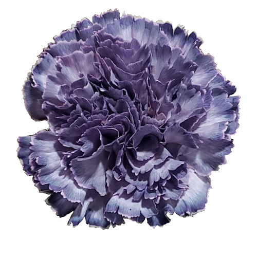 Carnations, specialty-Extasis Blue-dusty purple